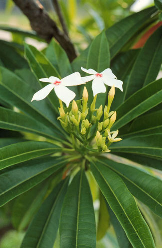 海南热带植物苗木——海檬果